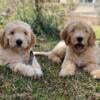 Goldendoodle F1 from Health tested parents