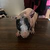 Hairless Female Guinea Pig