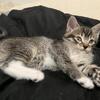 Brown/gray with white tabby -- 30$