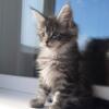 NewElite Maine coon kitten from Europe with excellent pedigree, female. EZ Ingrid