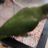 Quaker Parrot babies (1)  very tame
