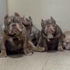 Lilac tri Merle bully 