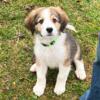 Great Pyrenees/Bernese Mountain Mix Puppies