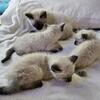 Litter of Siamese kittens