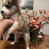 Siberian husky pups available now