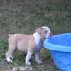 Olde English Bulldogges Pups