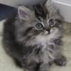 Fluffy 8 week old Persian kittens