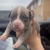 puppy for sale
