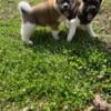 Akita AKC registered puppies. Mom and dad registered with pedigree family tree 3 generations