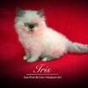 Persian Doll-Faced Pointed Bi-Color