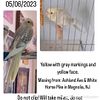 MISSING COCKATIEL