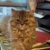 Purebred Male Persian Seeking Furever Home