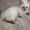 Munchkin  kittens