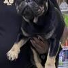 Akc registered Frenchie