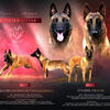 Belgian Malinois Puppies
