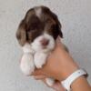 Aussiedoodle Puppies Available