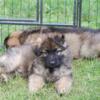 AKC GERMAN SHEPHERD PUPPIES