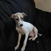 Italian Greyhounds