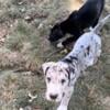 Great Dane puppies READY to go! Price Reduced!