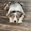 intact male blue merle aussie