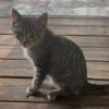 Sweet Friendly Kitty 