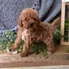 Female Mini Goldendoodle