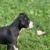 2 beautiful female black pitbulls