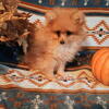 Pomeranian puppies 