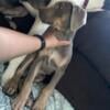 3 female AKC Great Dane Puppies *reduced to find homes*