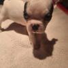 Boston Terrier puppies (reduced