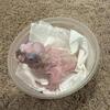 Umbrella cockatoo baby for sale