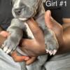 9 Week Old Great Dane Puppies