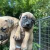 Mayday & Jeep pit bulls