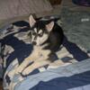 Stormie: 12-week-old female Siberian Husky needs new home: Rehoming Fee