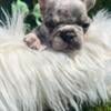 AKC Merle French Bulldog