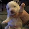 Male Maltese will be ready mid march