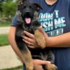 AKC German Shepherd Puppies