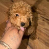 Adorable cockpoo Puppy - Ready Now!".