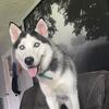 1 yr old husky boy for rehoming