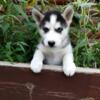 Beautiful Siberian Husky puppies