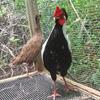 Silver Pheasants