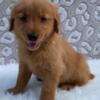 AKC Registered Golden Retriever Puppies