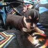Chihuahua Puppy!  I'm ready for a forever home!