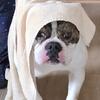 Male (Young Adult) - American Bulldog -- $1000