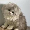 Lee Male Persian kitten.