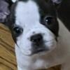 Cute akc 8 weeks old French bulldog girl ready for new home