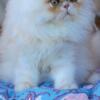 Cheddar/Cream persian male kitten Ready now