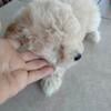 Toy poodle male beautiful