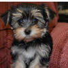 Morkie puppies coming late February