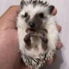 female baby hedgehog